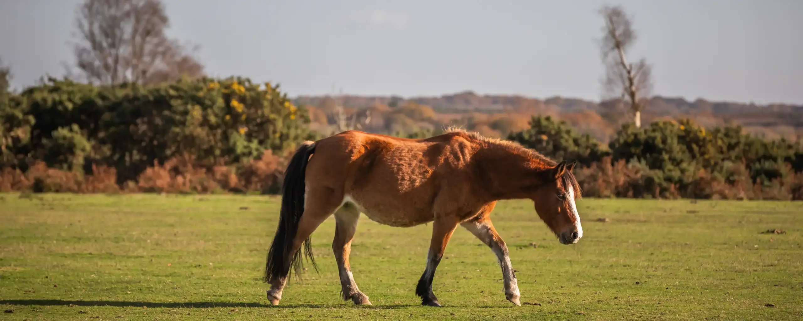 Regal Chase Aderholt Local3