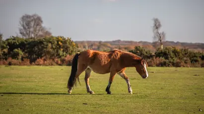 Regal Chase Aderholt Local3