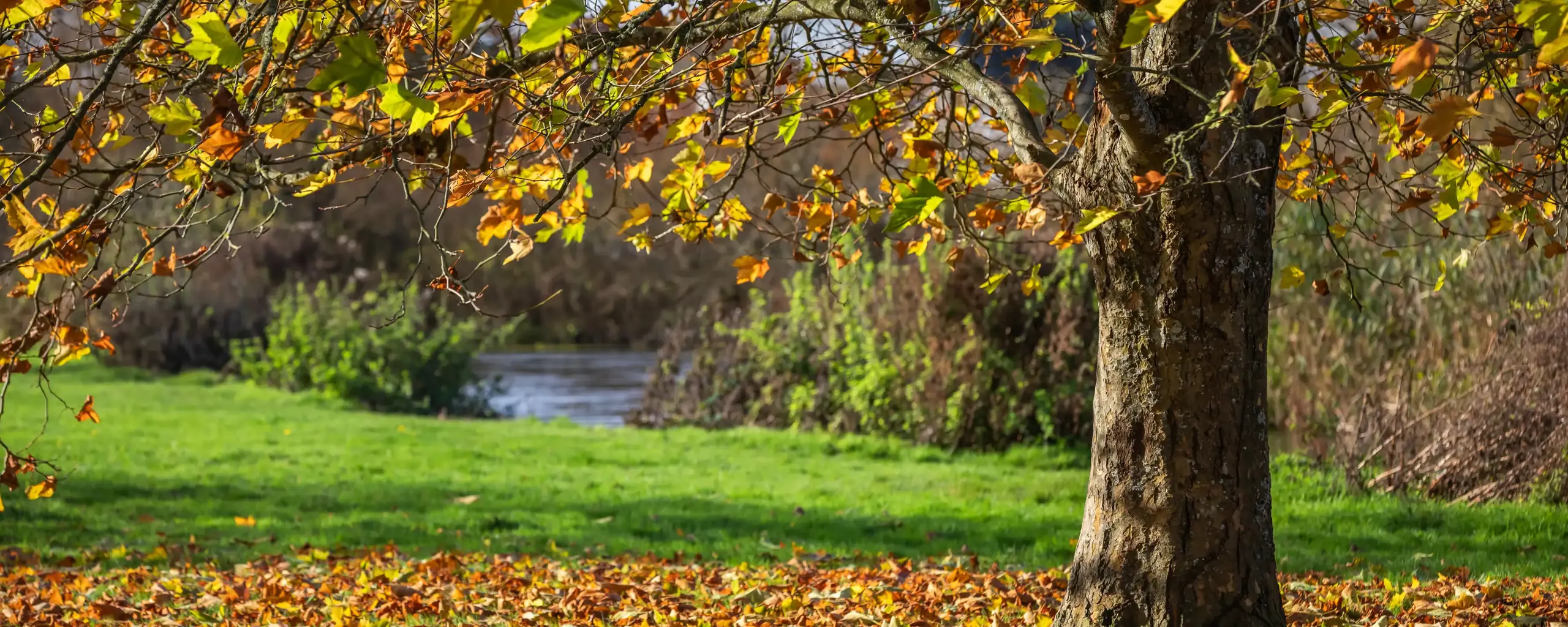 Regal Chase Aderholt Local2