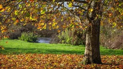 Regal Chase Aderholt Local2