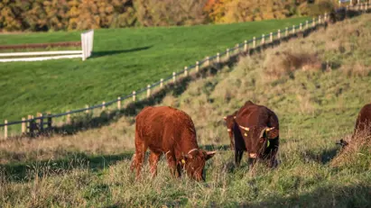 Quarterjackpark Wimborne Local10